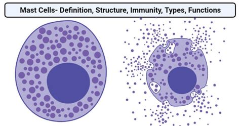 mast cells|mast cells in human health.